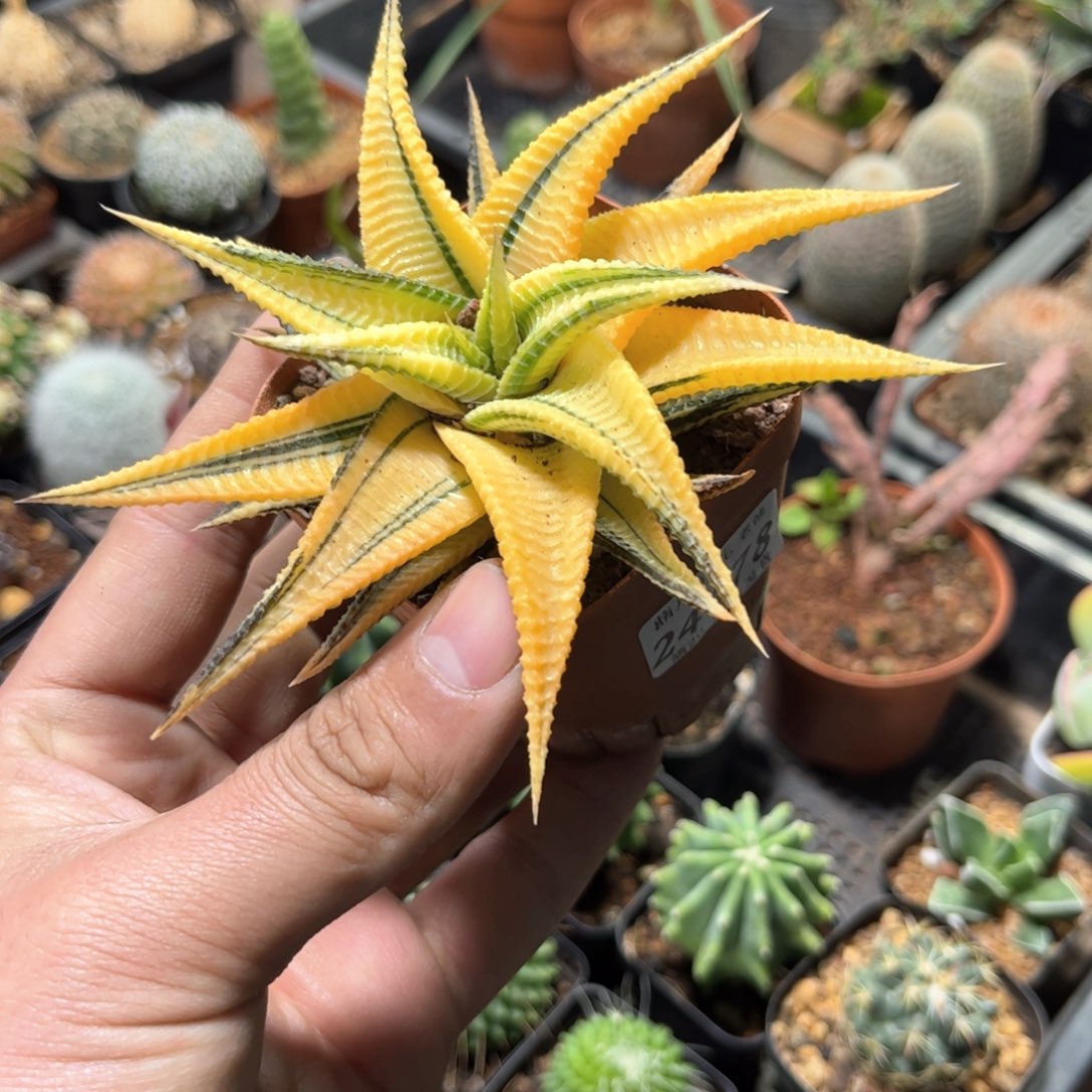 24478一物一拍单头发货