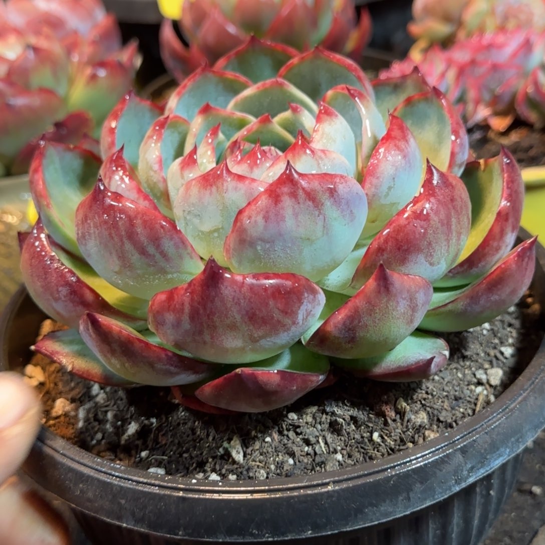 宽叶花脸拉丝惊鸿一物一拍包装收缩花旱329