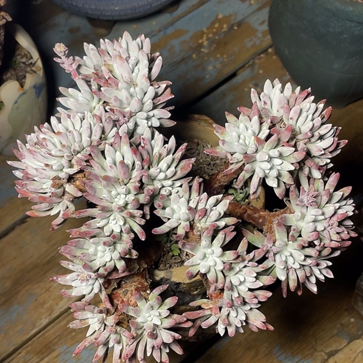 【闪购商品】法瑞杂交