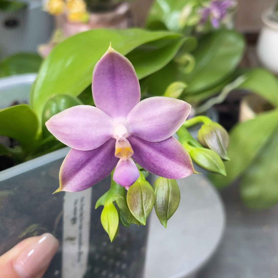 完全开放天使路德狗4寸超多花苞