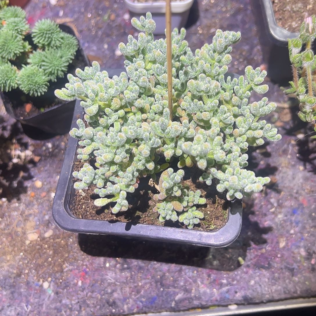 《***》枝干冰晶大盆一个