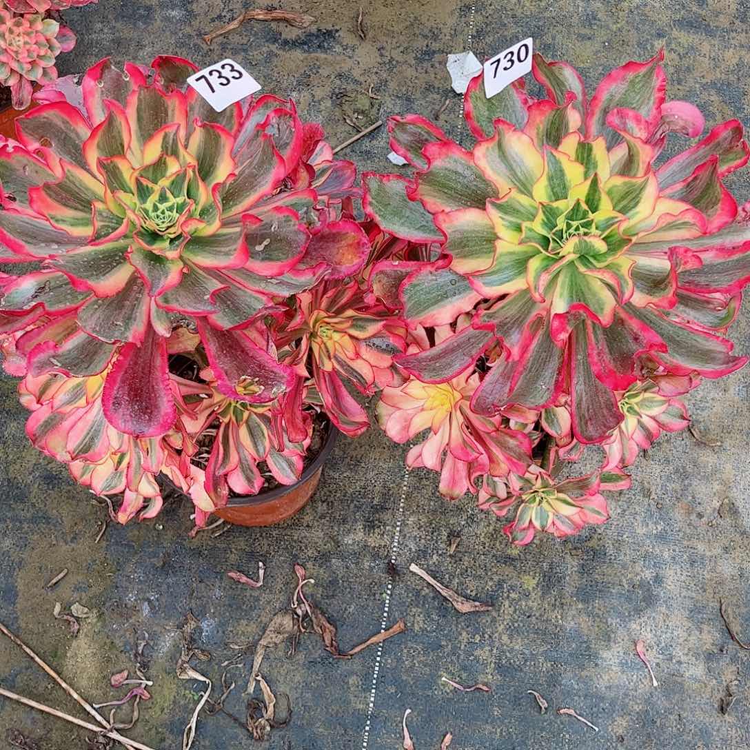 无花朵K****鼻多肉植物组合733魅影