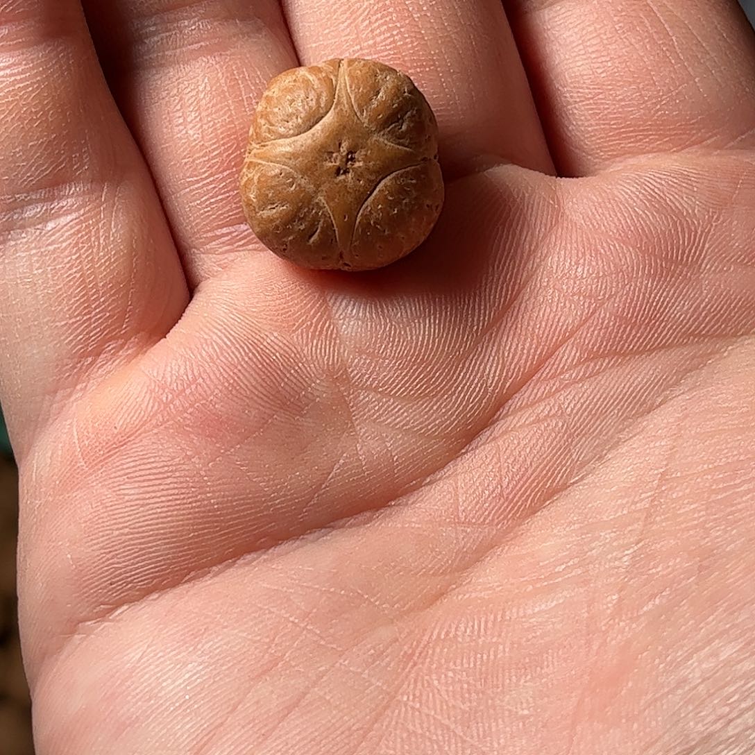 桃核吊坠18.8mm麒麟眼单颗，开孔不退，偏远不包