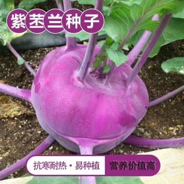 水果紫苤蓝种子紫色苤兰种子甜脆春秋季丕兰四季庭院盆栽菜种种孑