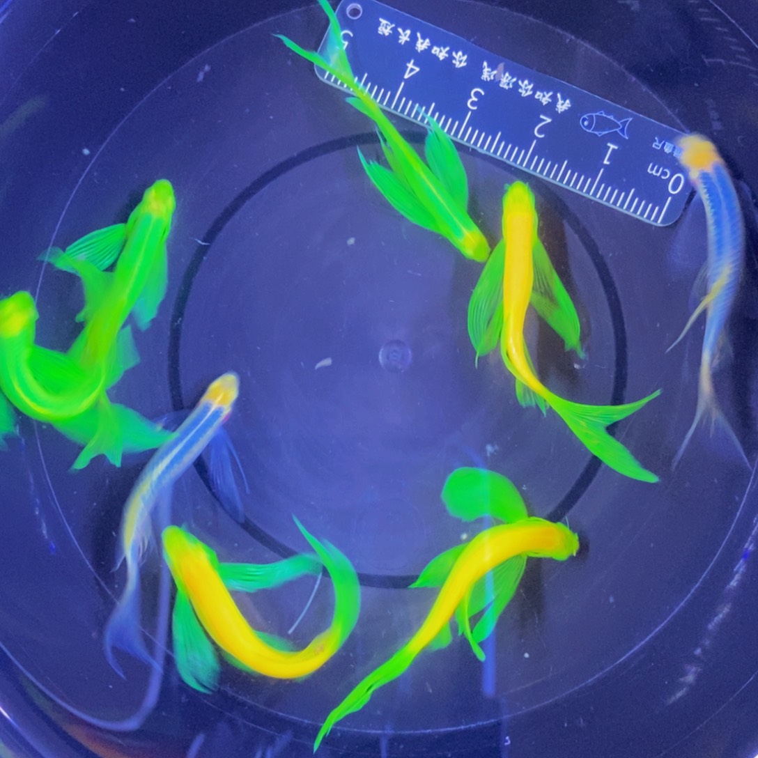 斑马鱼蝶翼斑马练手鱼微瑕4厘米八条