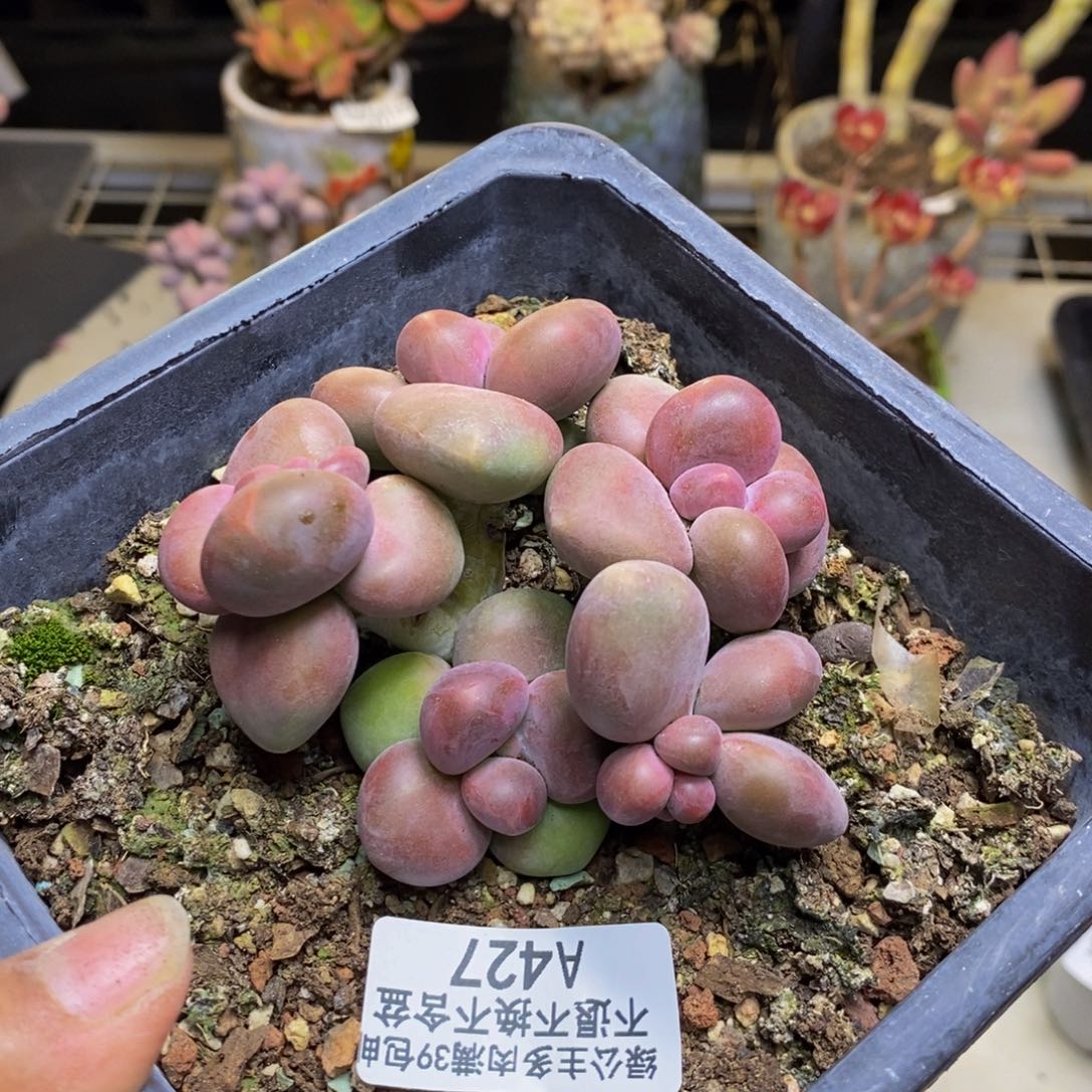 427芒果奶kk奶多肉8c m