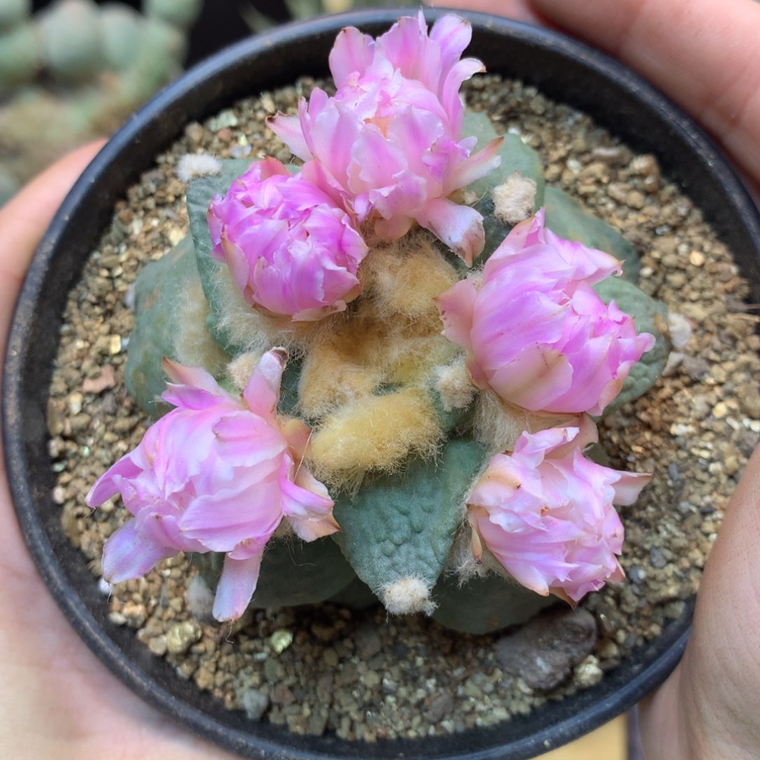      49号 自根 怒涛岩牡丹7公分带盆土发货