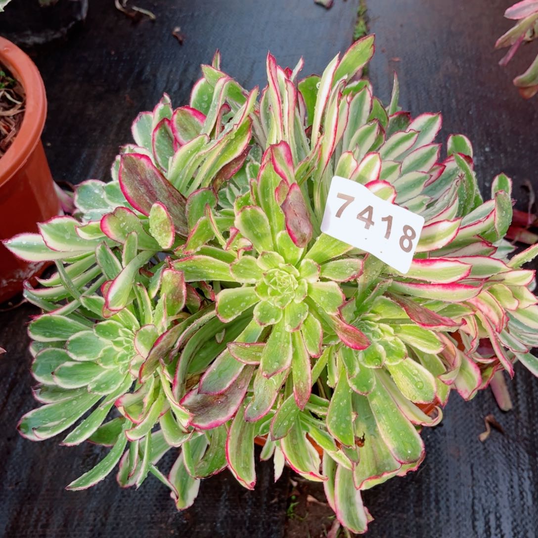 绿体仙墨多肉发货发货