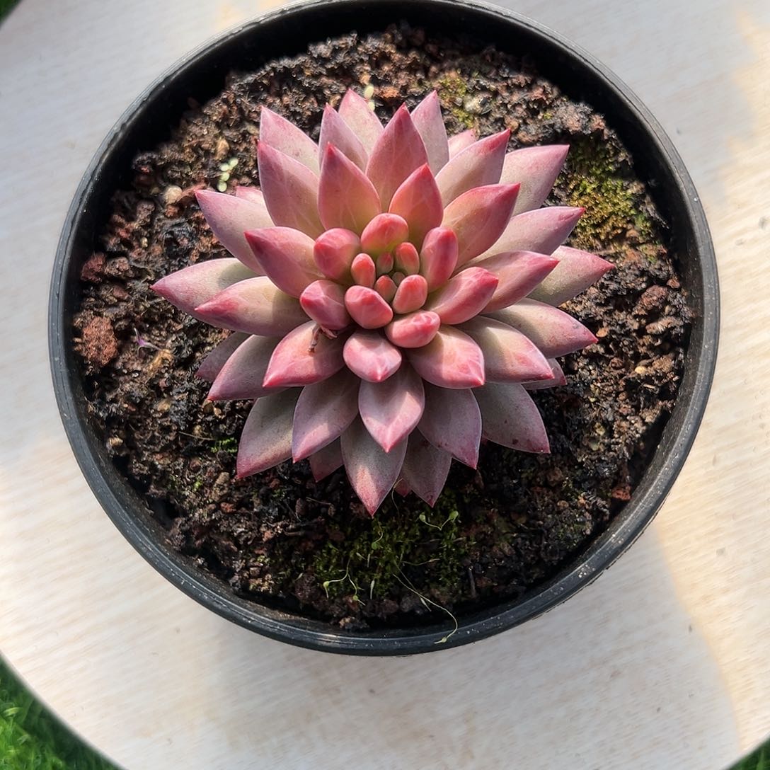 【闪购商品】胖体虞美人单头