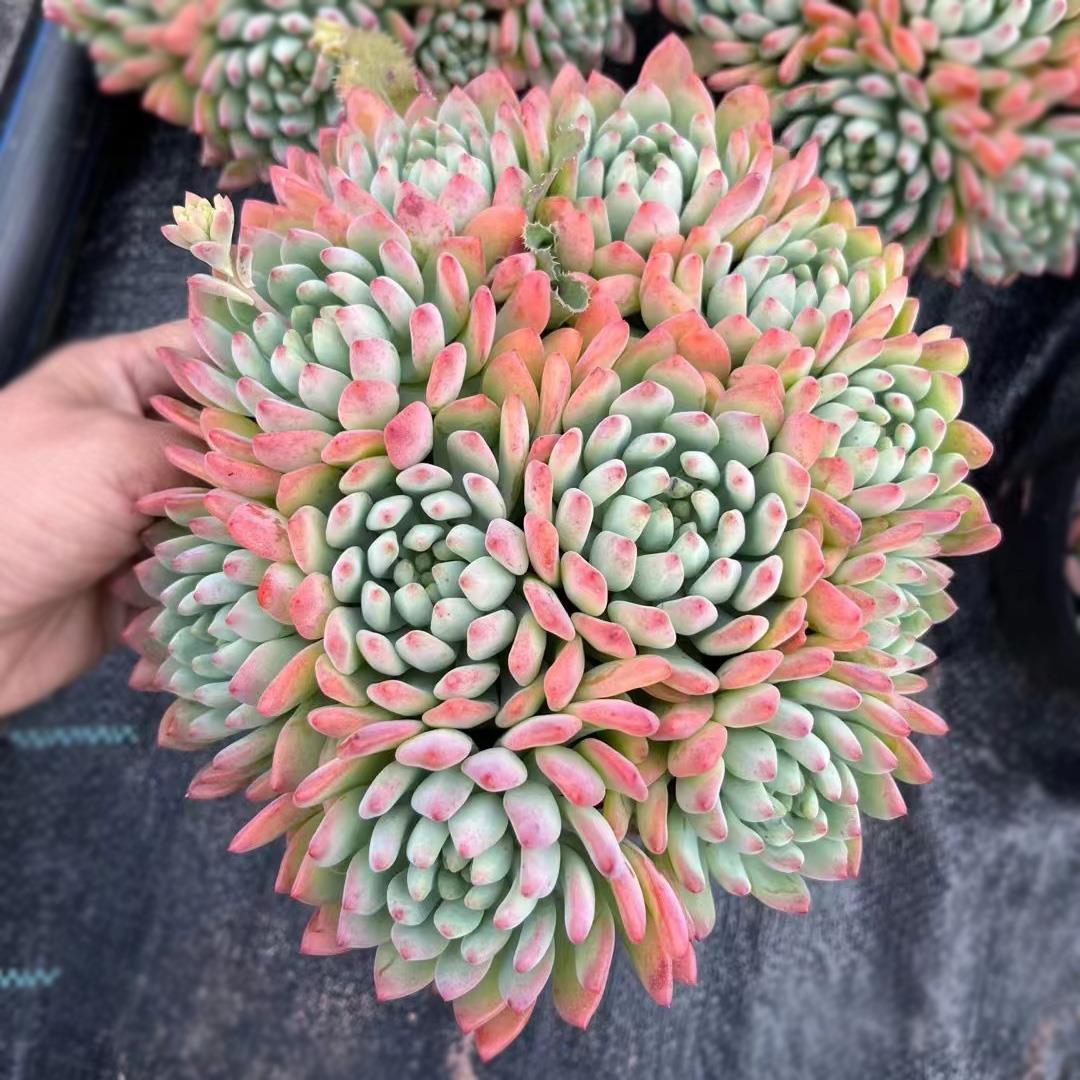 蓝苹果精灵多肉老桩多头植物群生进入盆栽阳台花园庭院适用精品