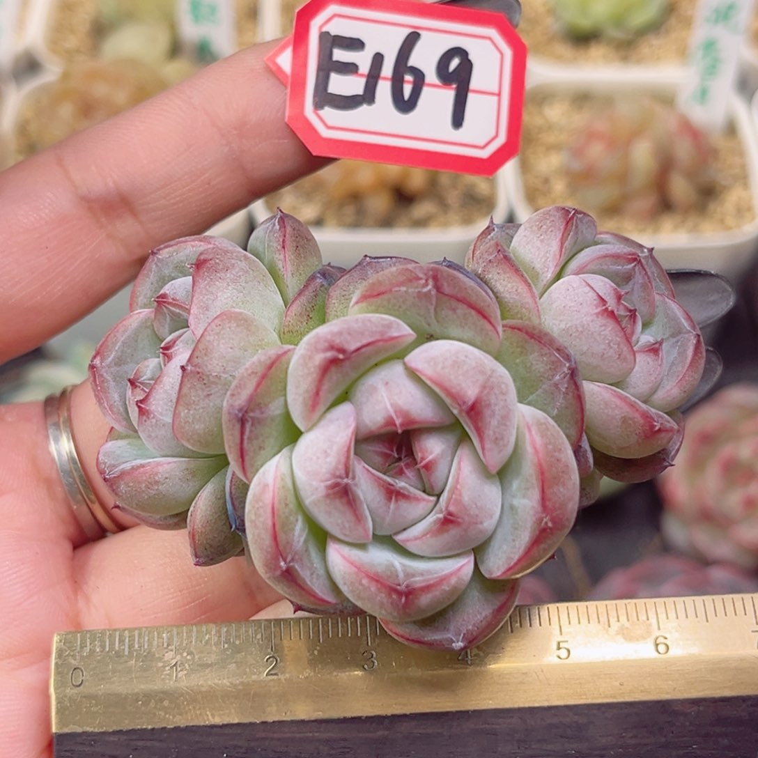 E169 一物一拍 花轮