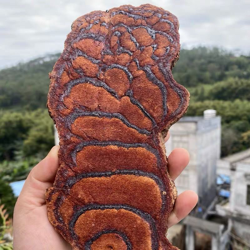云南野生百年鸡血藤 高端滋补