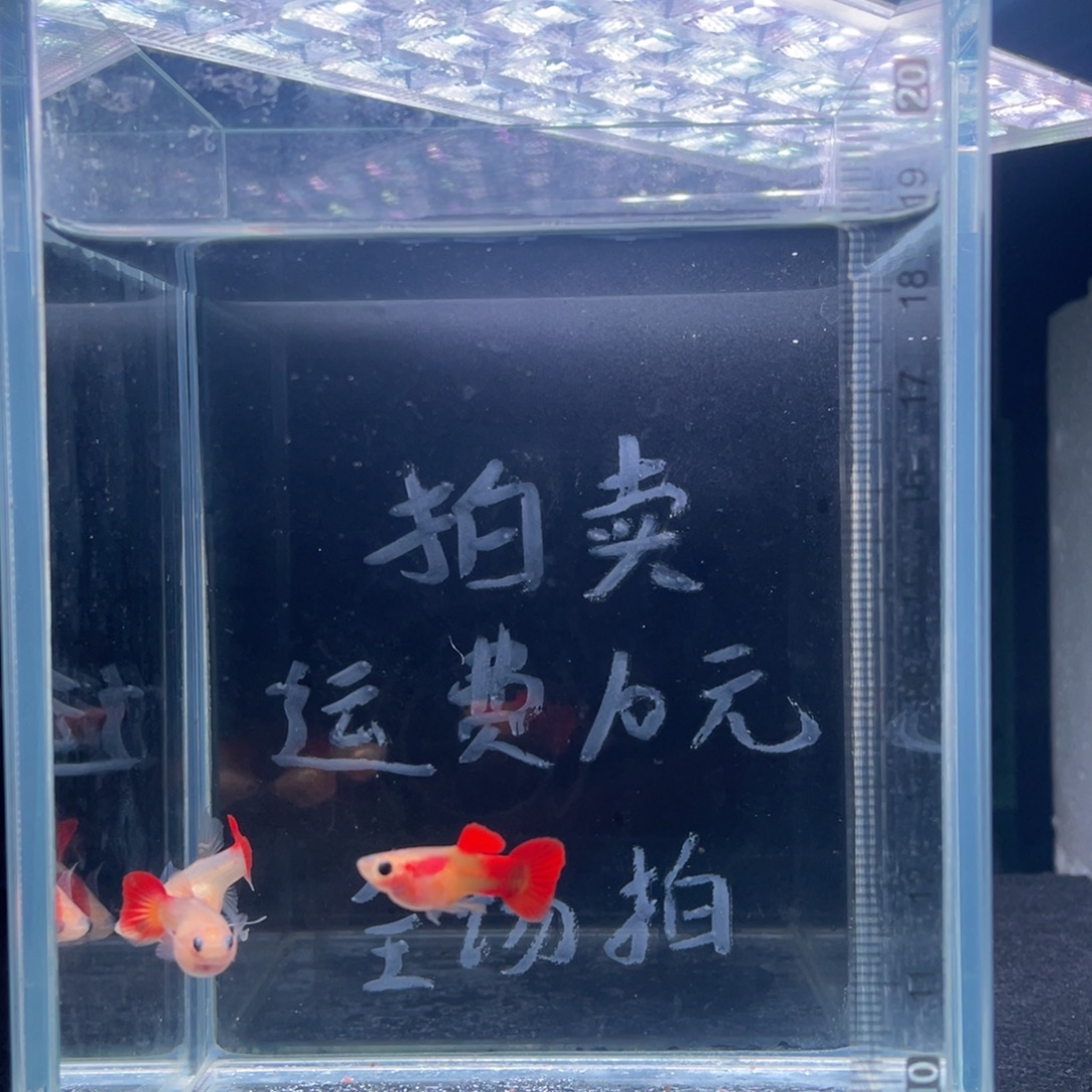 孔雀鱼红礼服玻璃猫一公二母