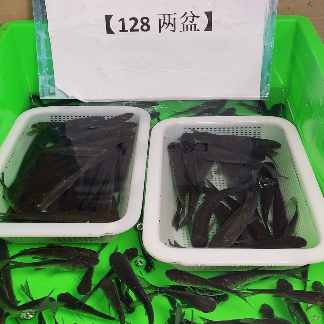 工具鱼草鱼9-11厘米100条