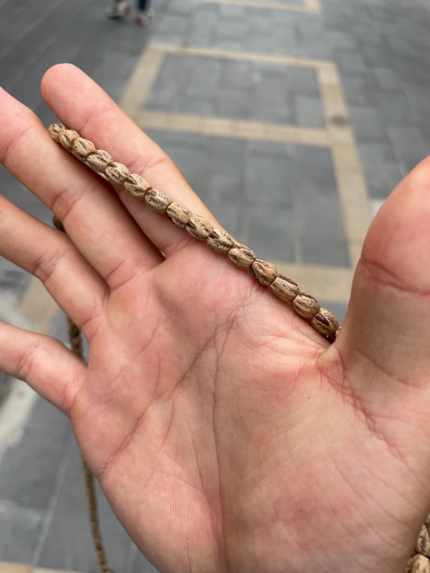 热振原生态大高桩顺纹油皮百香籽