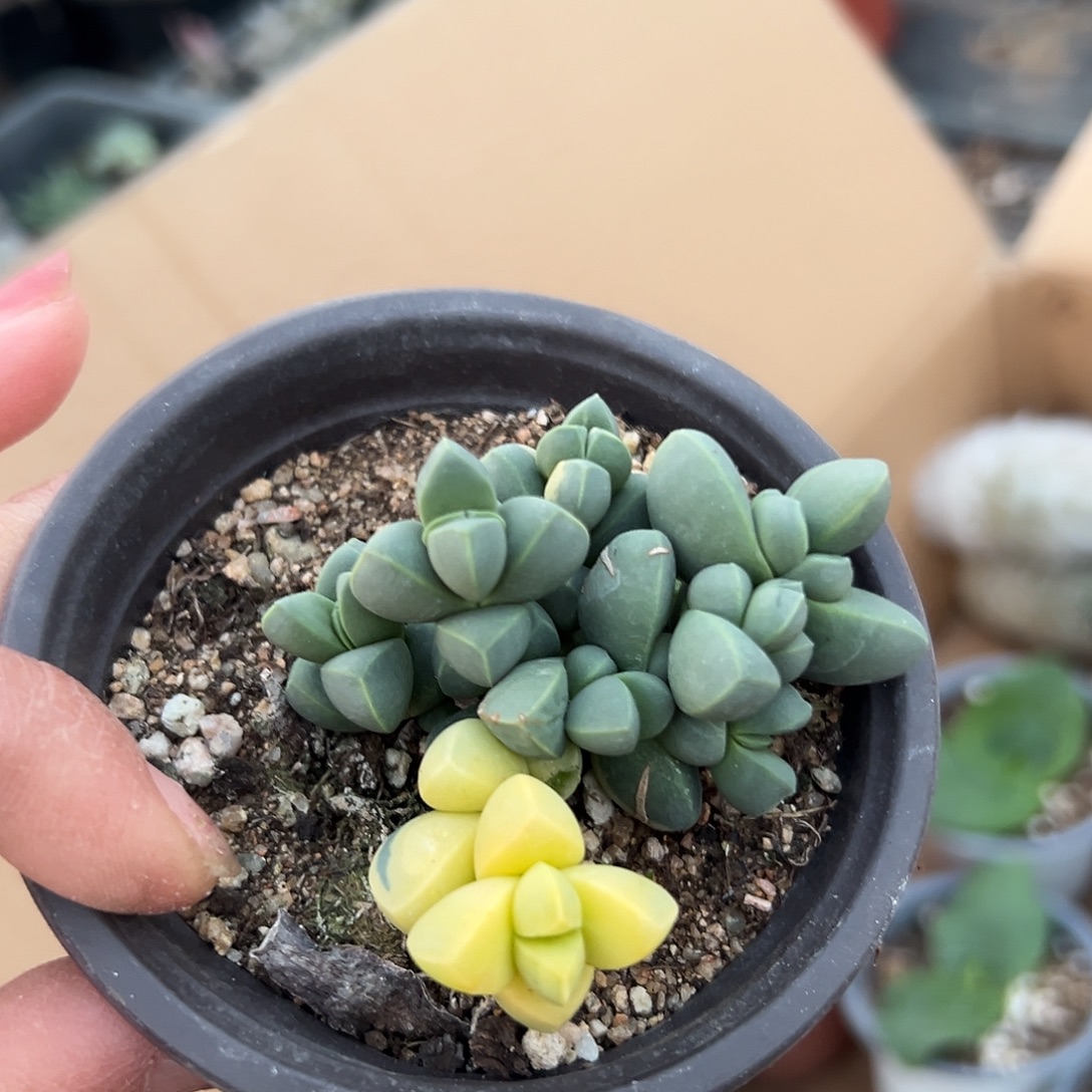 多肉植物鹿角海棠锦