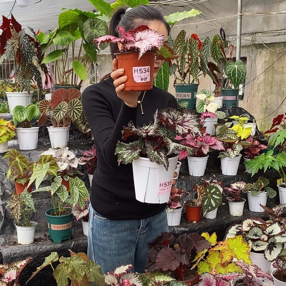 不开花植物奇***法秋海棠534.535