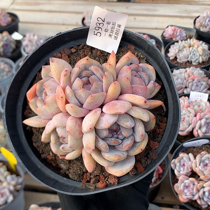 12.5厘米五头黄底石榴籽 5932