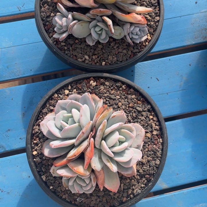 韩版奶茶自然群2颗，拍1发2