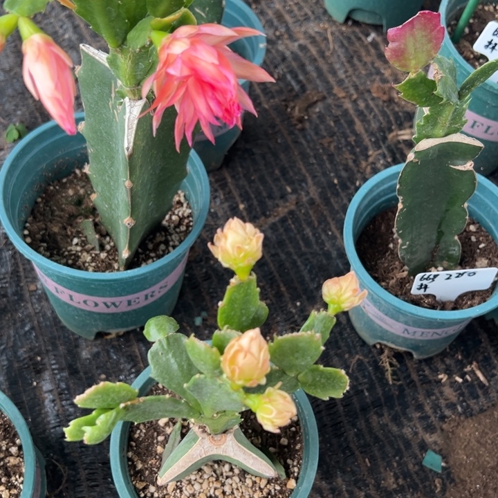 用***069号043红色重瓣，808080