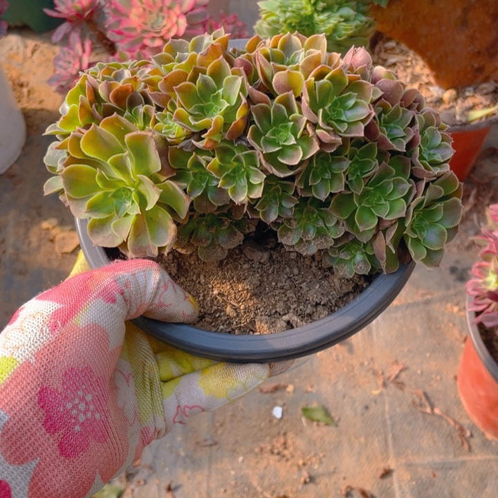 多肉柠檬玫瑰朵朵缀法师