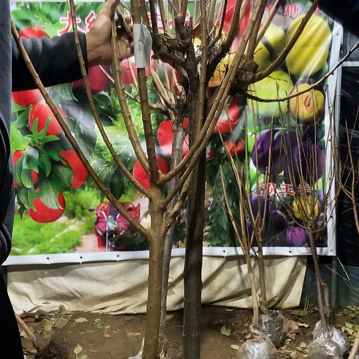 李子树树两种植物