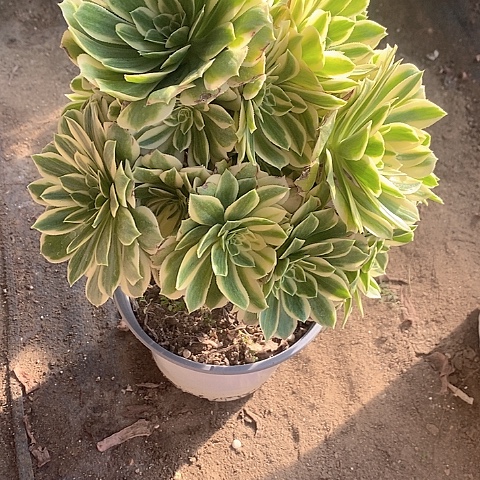 470芳华多肉法师锦