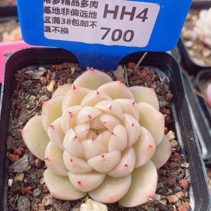 麦秆5.5cm多肉植物