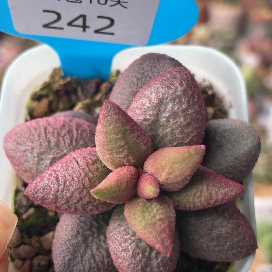 242。                    