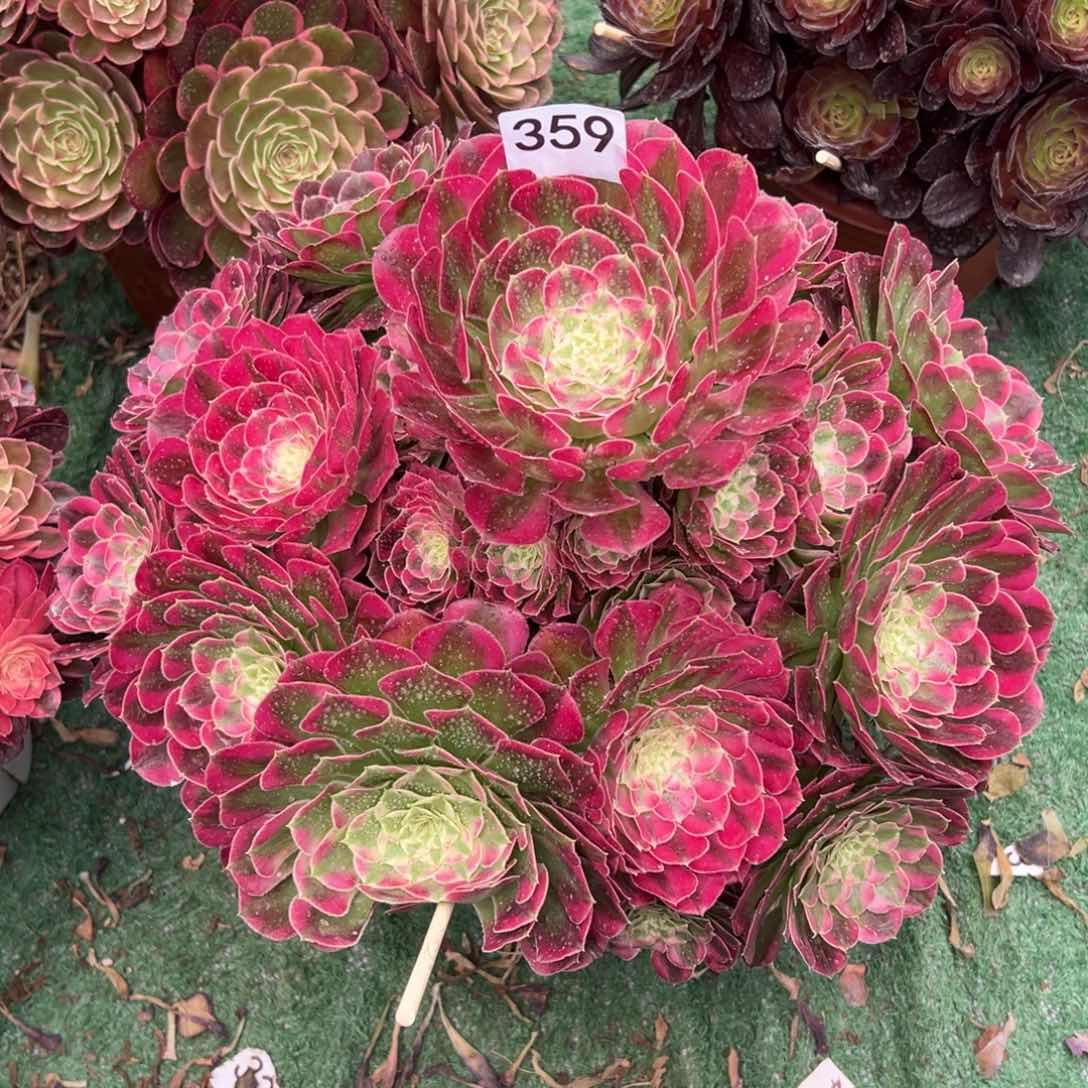 359绿体同花顺法师多肉植物
