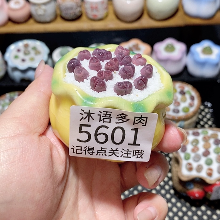 带盆土植物 一物一拍5601