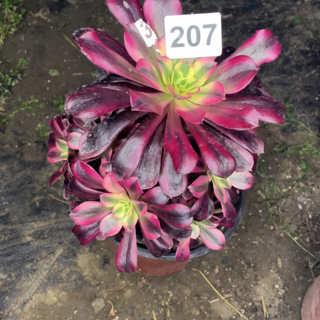 207号美杜莎手捧花