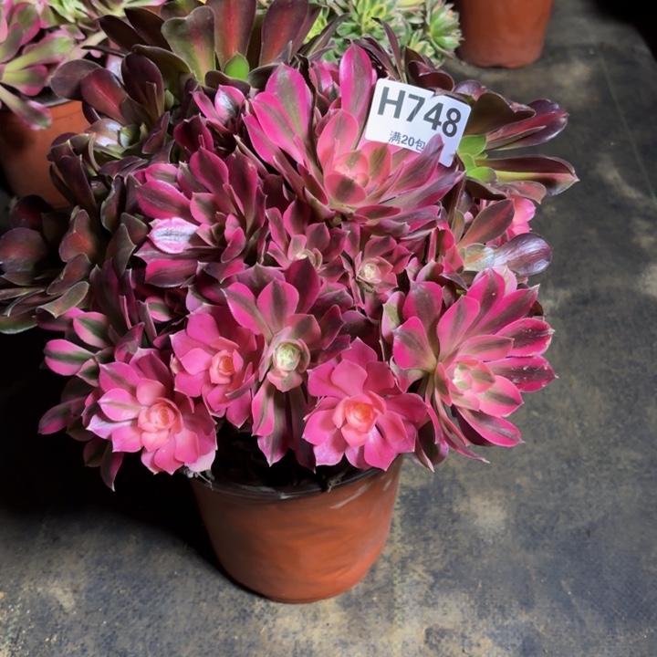 瑞妈，，。。。。。748女巫，