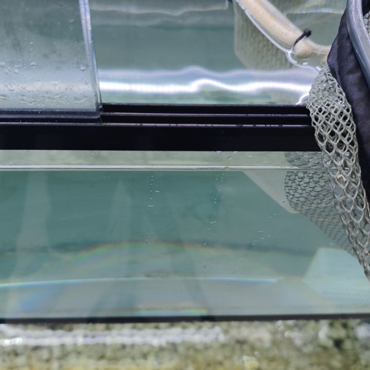 海水鱼加一个黄蟋蟀，新链接