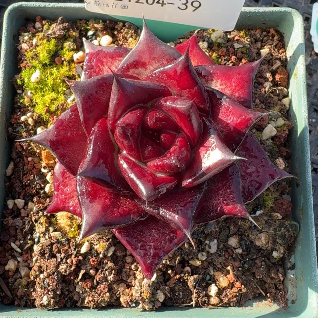 从前慢多肉精选编号1204.39