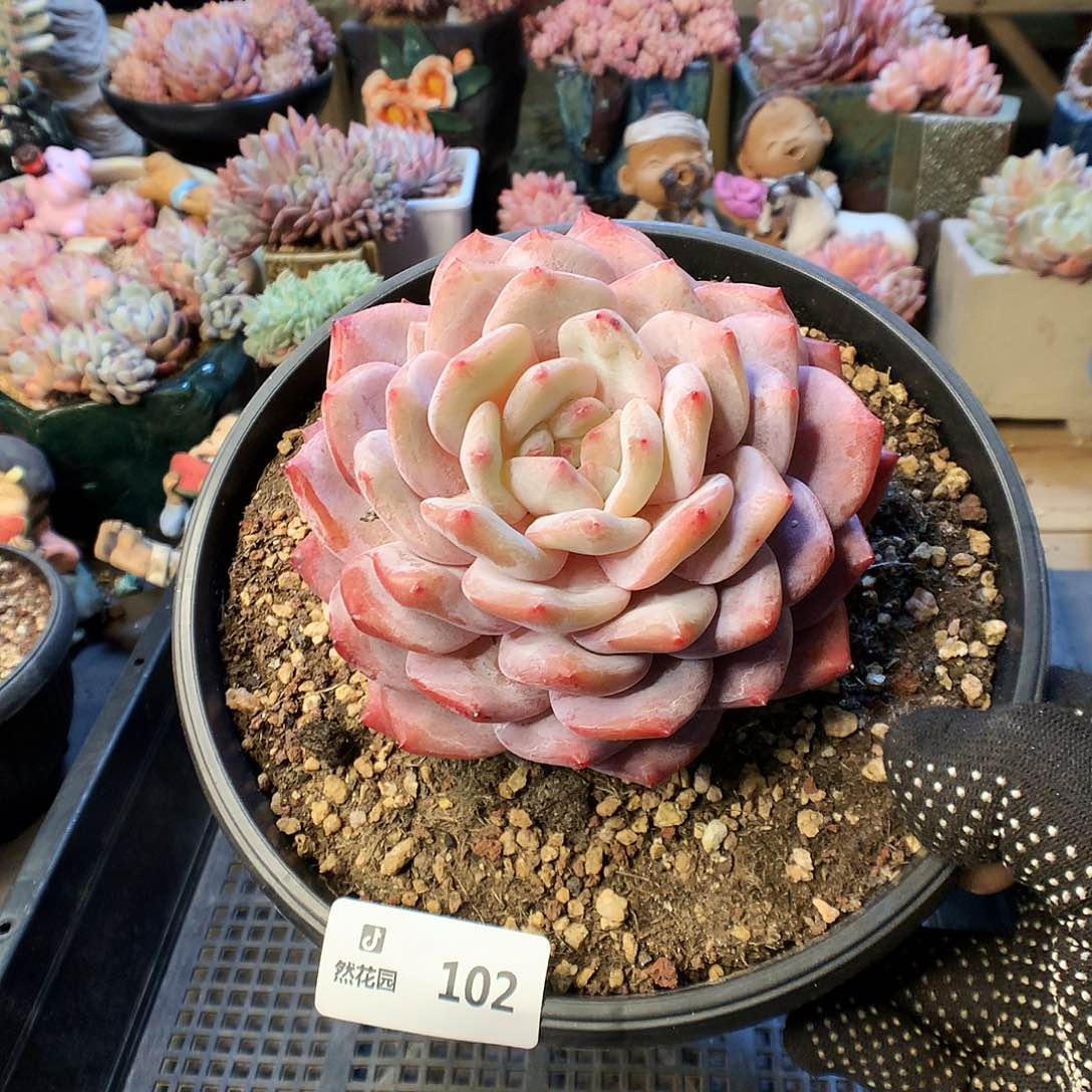 102梦露多肉植物66663