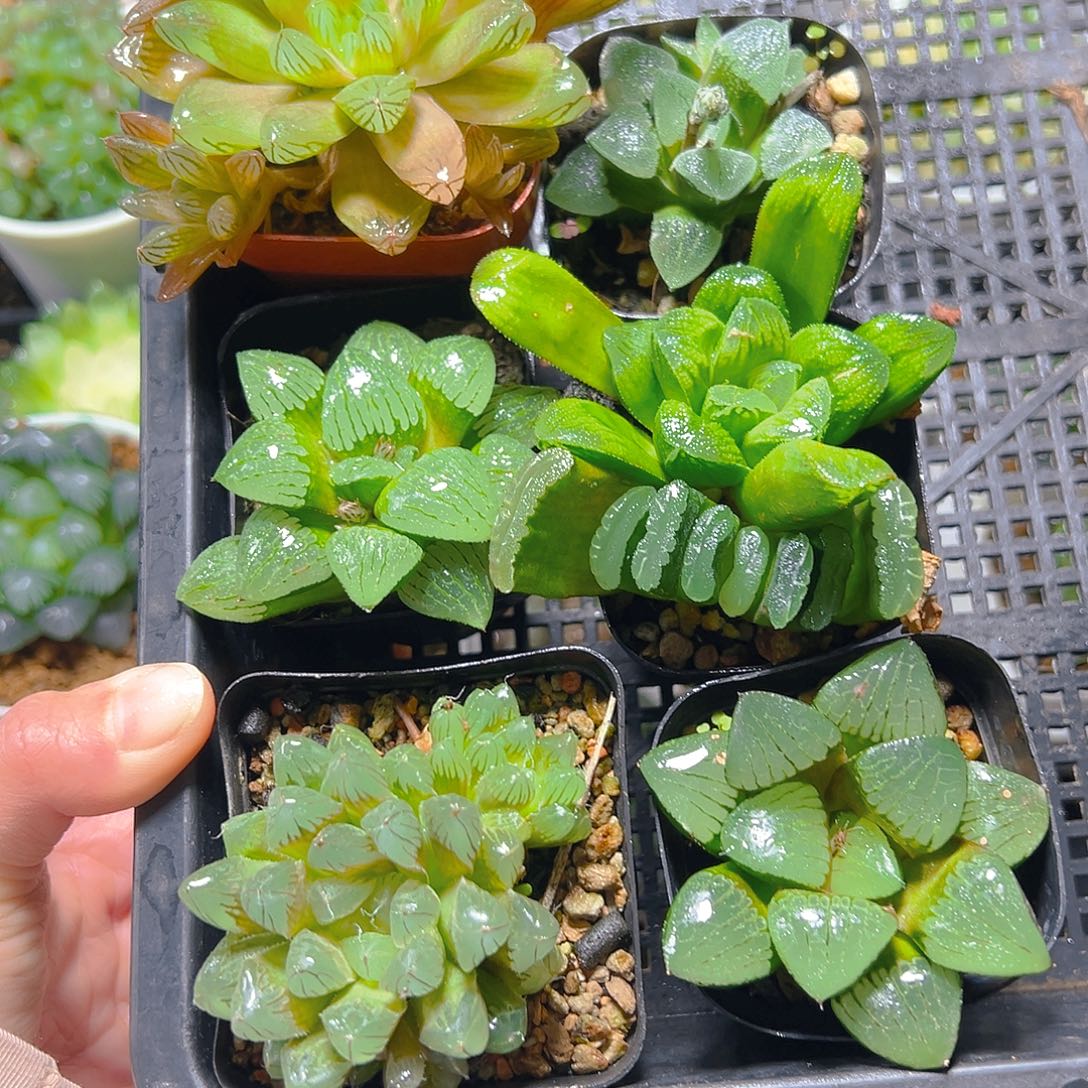 杰***Y5287套餐玉露多肉多肉