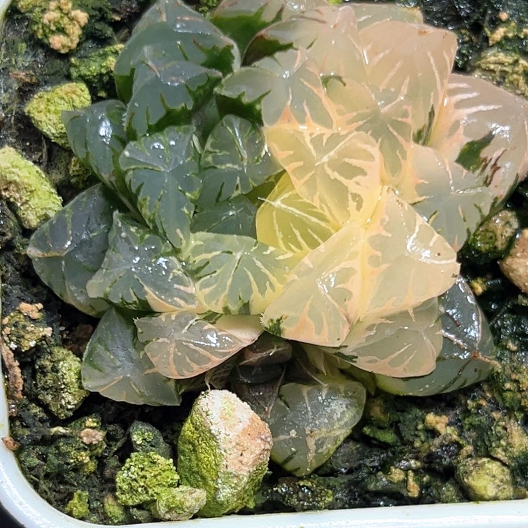 恭喜发财大吉大利549