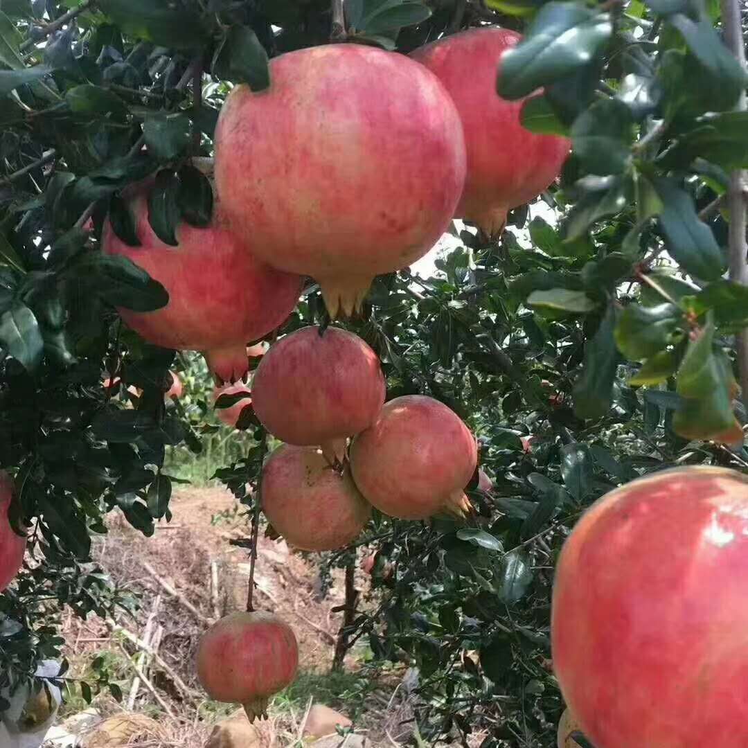 软籽甜石榴云南新鲜采摘突尼斯