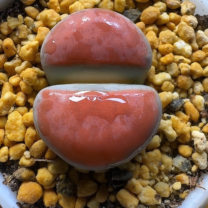 生石花2:：。在。 58号。 2.5左右