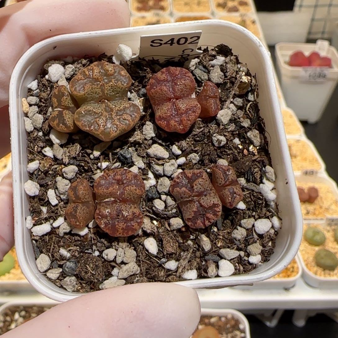 肉锥多肉植物百科30-蝴蝶一盆1104