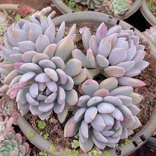 多肉植物。。。。。。。。？。。。。？？