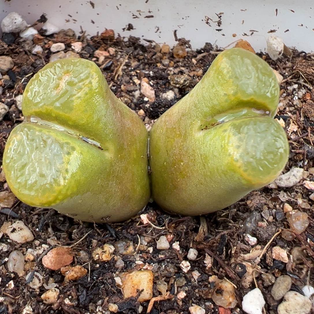 2.9好看的多肉172