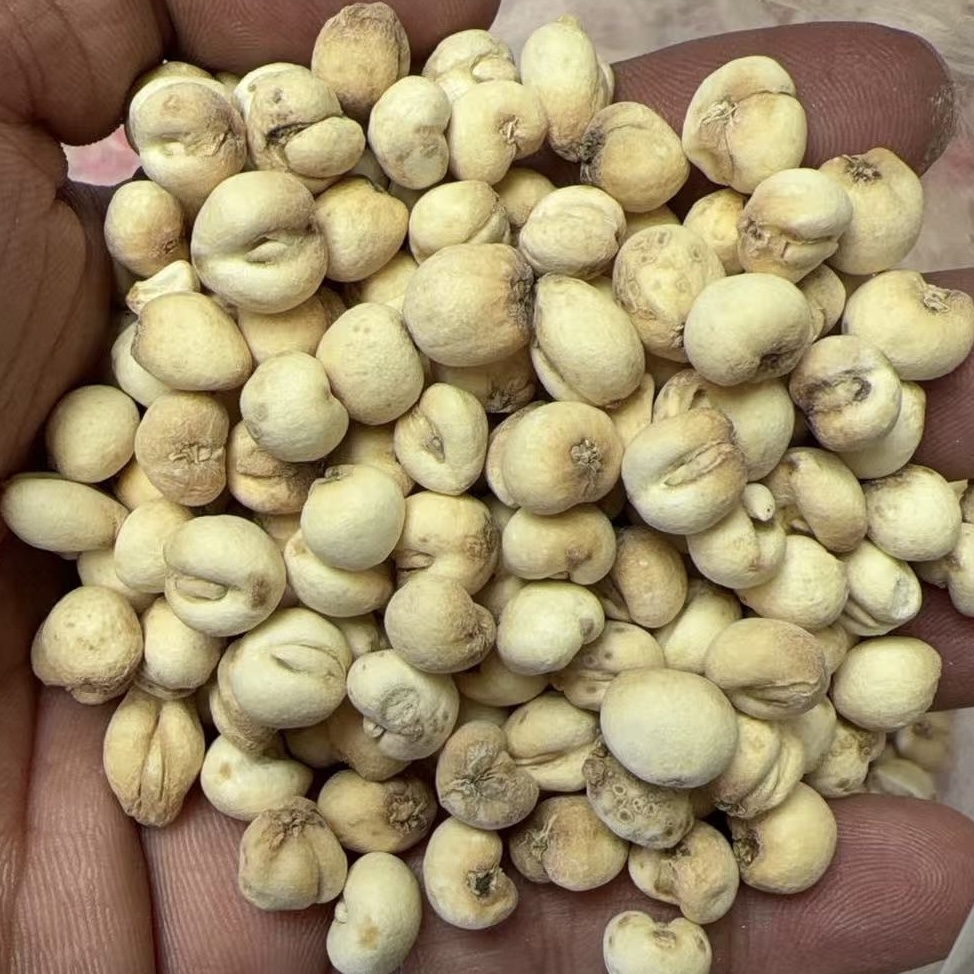 【高山贝母】精选 