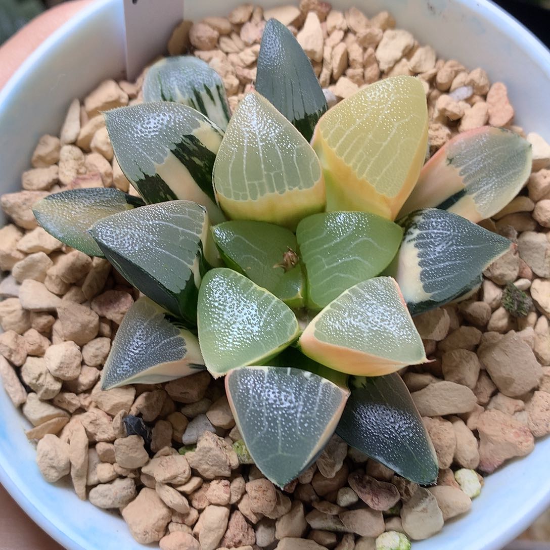 你***爸克锦带盆土发货tuluyut