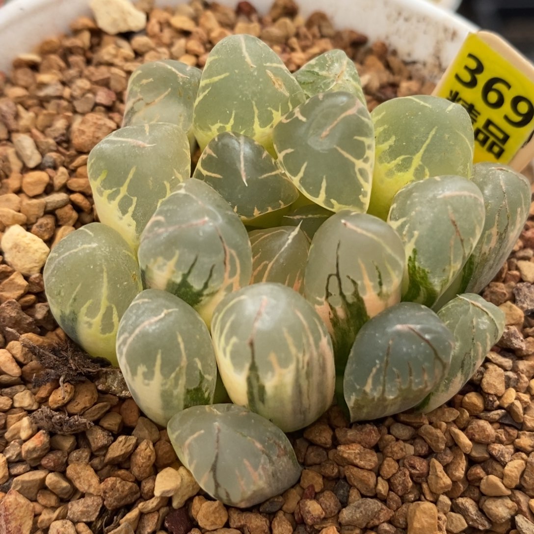 369糊斑灵犀玉露锦一物一拍