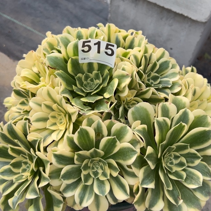 515绿豆沙30厘米左右