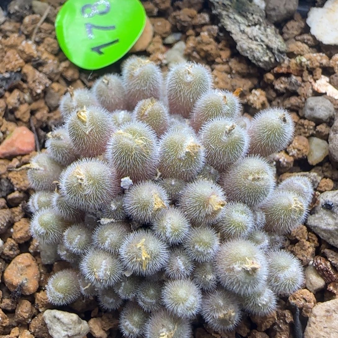 小毛球群多肉植物178