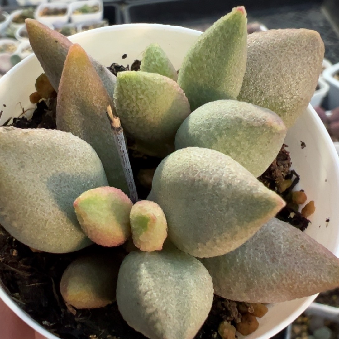 哈弗多头纯木质桩多肉植物