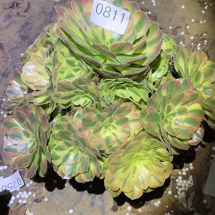 荷*田多肉植物法师811雨荷